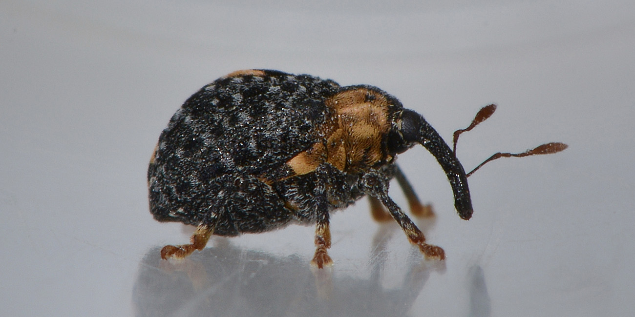 Cionus tuberculosus